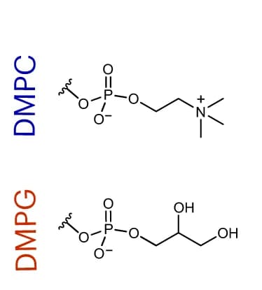 Open access visualization of Chemical Structure, DMPC, DMPG, Lipids, Head group