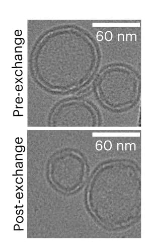 Open access visualization of Microscopy, Pre-exchange liposomes, Post-exchange liposomes, CryoEM, DLS