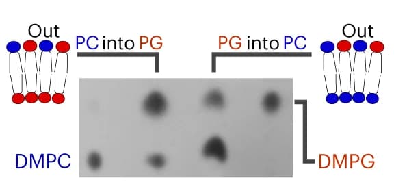 Open access visualization of Gel, Illustration, TLC Plate, DMPC, DMPG