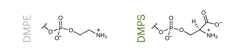 Open access visualization of Chemical Structure, DMPE, DMPS, DMPC, DMPG