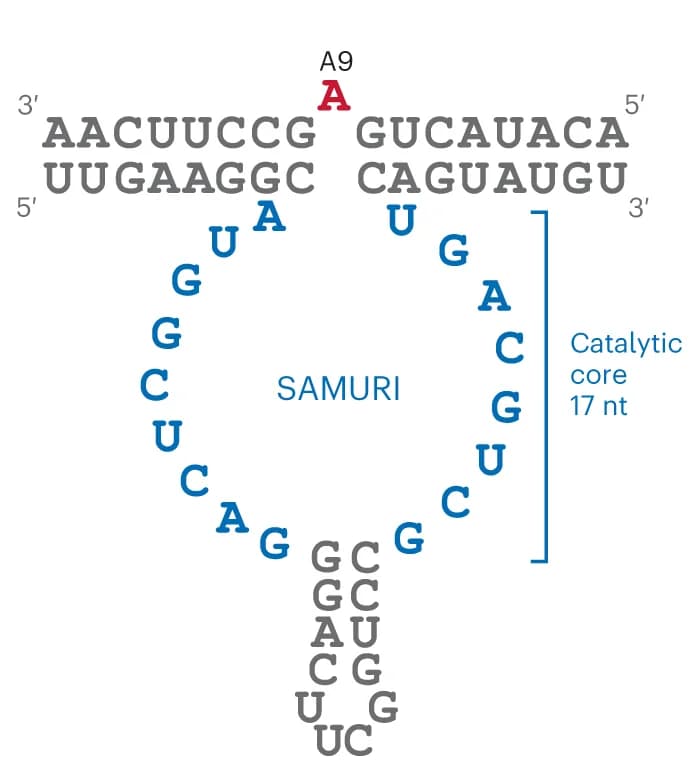 Open access visualization of Illustration, Chemical Structure, SAMURI, Secondary Structure