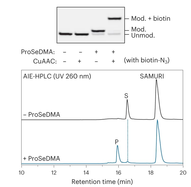 Open access visualization of Line Plot, Gel, Polyacrylamide Gel Electrophoresis, Anion-Exchange HPLC, SAMURI