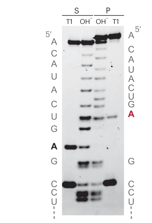 Open access visualization of Gel, Alkaline Hydrolysis, RNase T1 Digestion, RNA