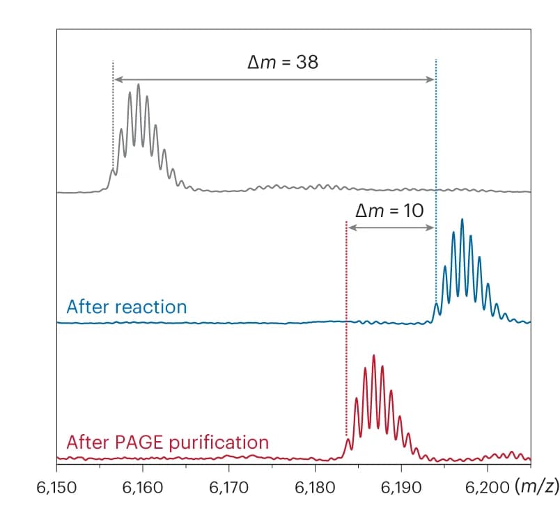 Open access visualization of Line Plot, MALDI-TOF Mass Spectra, RNA, Ribozyme, PAGE Purification