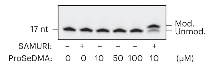 Open access visualization of Gel, ProSeDMA, RNA substrate, Ribozyme