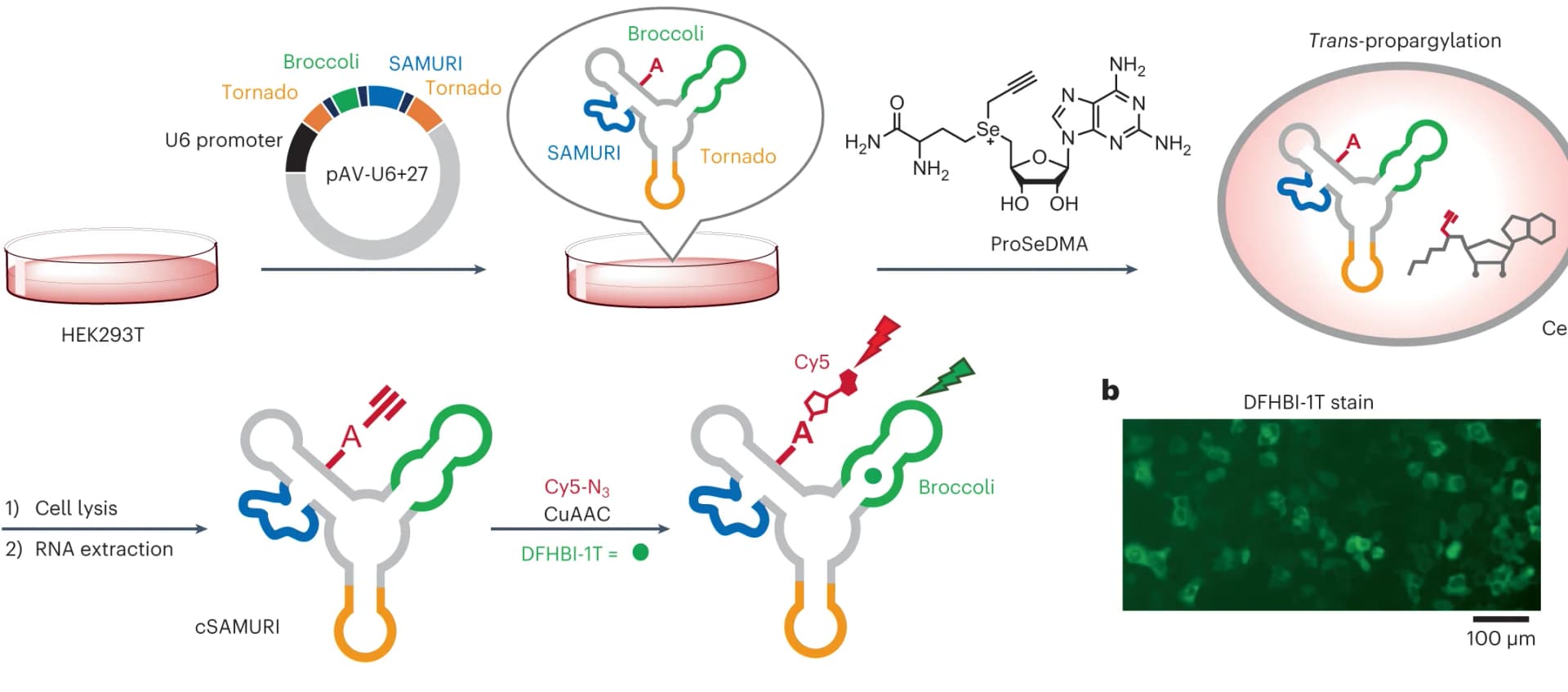 Open access visualization of Workflow, Illustration, Microscopy, HEK293T Cells, Plasmid Transfection
