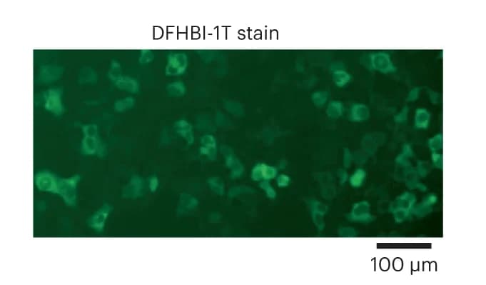 Open access visualization of Microscopy, Transfected Cells, DFHBI-1T Staining, cSAMURI Expression
