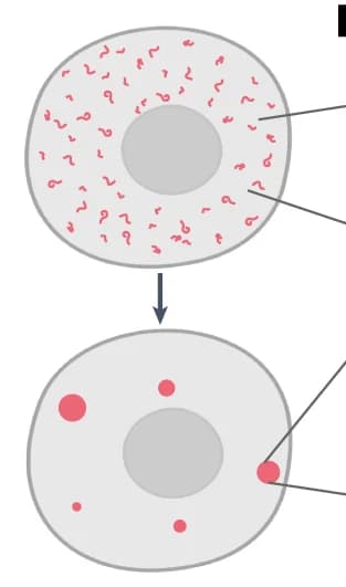 Open access visualization of Illustration, Protein Condensation, Membraneless Organelles