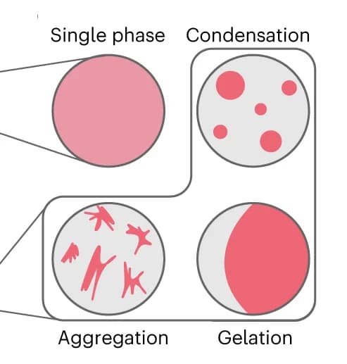 Open access visualization of Illustration, Protein Solutions, Phase Separation, Condensates, Aggregates