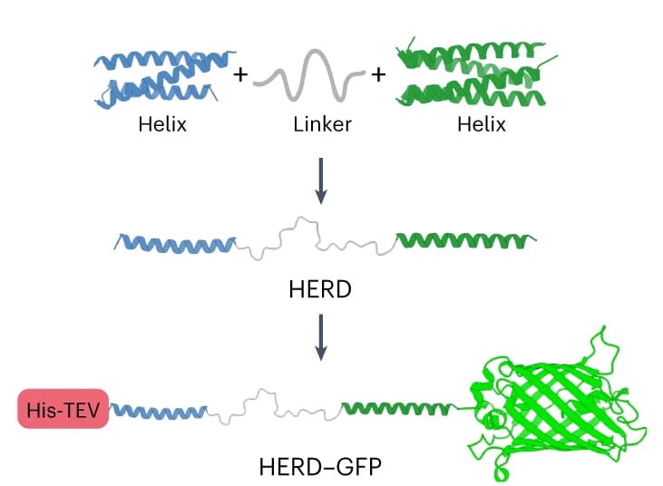 Open access visualization of Workflow, Illustration, HERD Design, Phase Separation, Coiled Coils