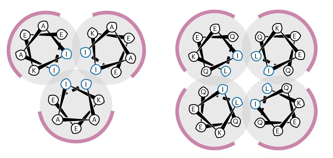 Open access visualization of Illustration, Chemical Structure, Helical Wheels, Heptad Repeats, Coiled Coils
