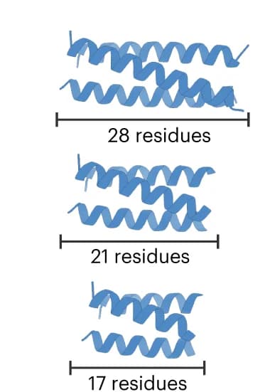 Open access visualization of Protein Structure, Chemical Structure, Protein-Protein Interactions, Coiled Coils, Helical Length