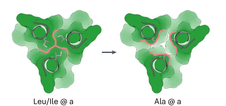 Open access visualization of Protein Structure, Chemical Structure, Hydrophobic Core, Mutations, Heptad Repeat