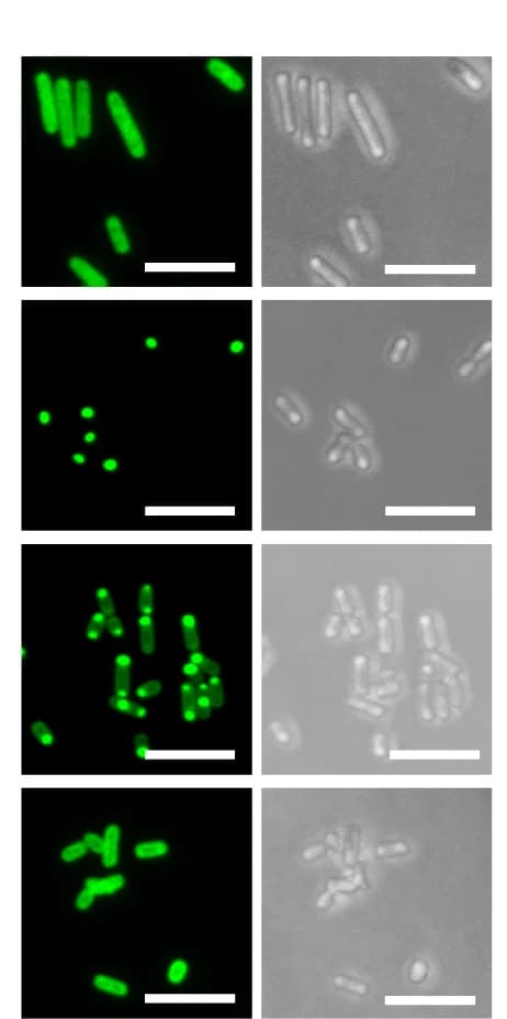 Open access visualization of Microscopy, Photo, HERD designs, Light Microscopy, Confocal Microscopy