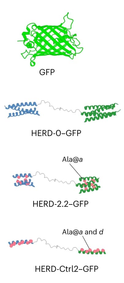 Open access visualization of Protein Structure, HERD designs, Light Microscopy, Helical Regions, Ala Substitutions