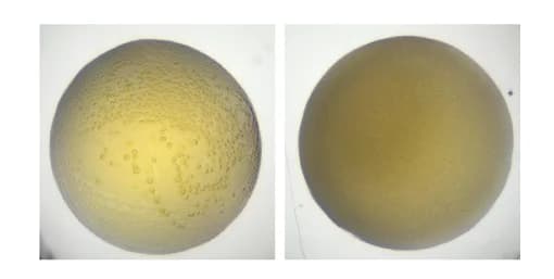 Open access visualization of Photo, HERD-2.2-GFP, Liquid de-mixing, Amorphous aggregation, Droplets