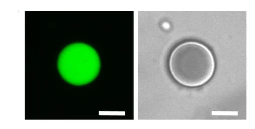 Open access visualization of Microscopy, Confocal Microscopy, HERD-2.2-GFP, De-mixed droplets, PEG 3350