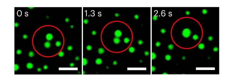 Open access visualization of Microscopy, Confocal Microscopy, HERD-2.2-GFP, Droplet Coalescence