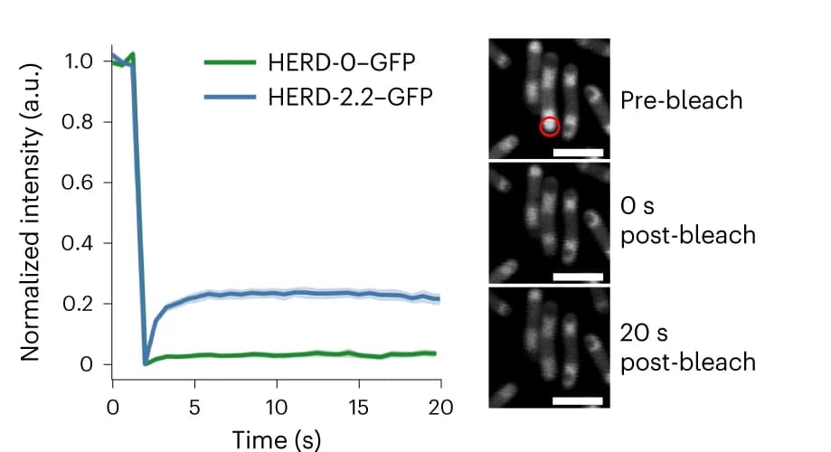 Open access visualization of Line Plot, Error Bars, Microscopy, FRAP, HERD-2.2-GFP