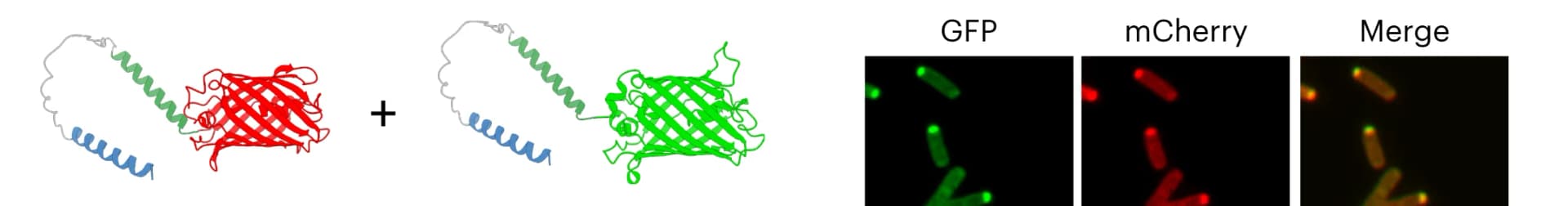 Open access visualization of Protein Structure, Microscopy, Confocal Microscopy, HERD-2.2-GFP, HERD-2.2-mCherry