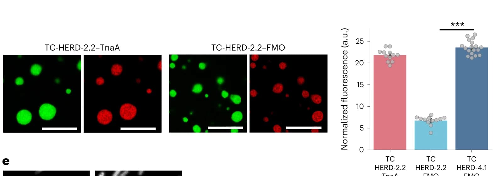 Open access visualization of Bar Plot, Scatter Plot, Microscopy, Confocal Microscopy, HERD-2.2-GFP