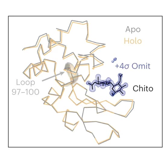 Open access visualization of Protein Structure, Chemical Structure, Lysozyme Structures, Chitobiose, Ligand Binding