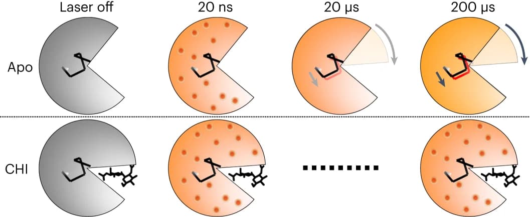 Open access visualization of Illustration, Workflow, Chitobiose, Active Site, Lysozyme