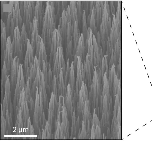Open access visualization of Microscopy, SEM Image, bSi Surface, Al 2 O 3, SAM