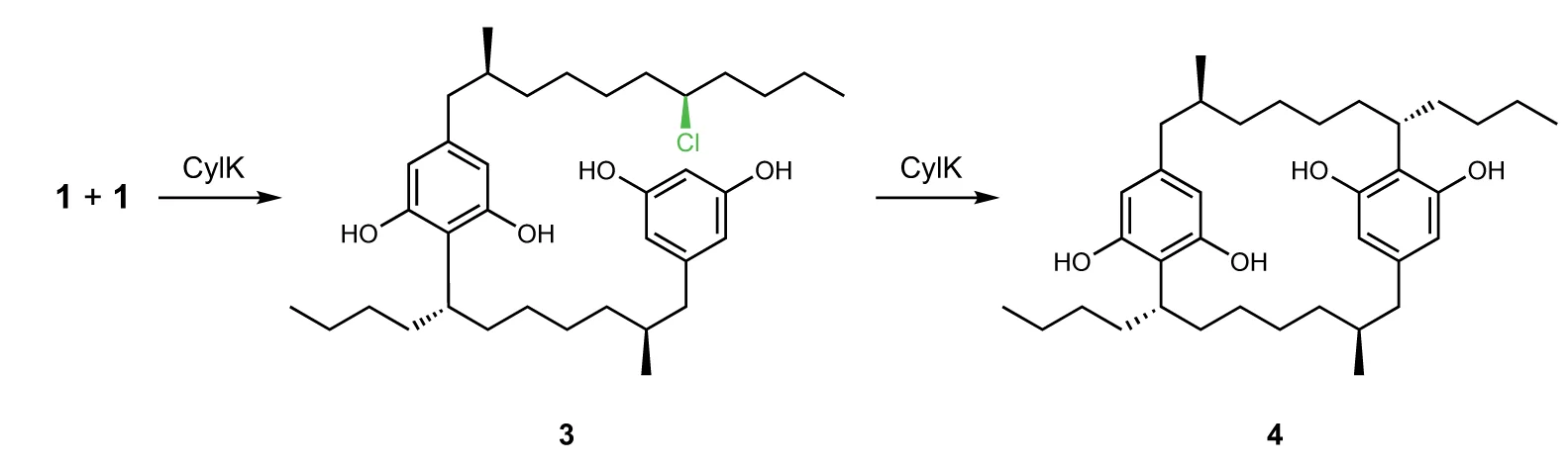 Open access visualization of Chemical Structure, Illustration, Workflow, Cylindrocyclophane Biosynthetic Pathway, Monoalkylresorcinol
