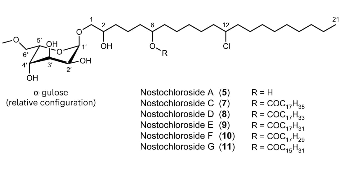Open access visualization of Chemical Structure, Nostochlorosides, Chemical Structures, Carbon Numbering