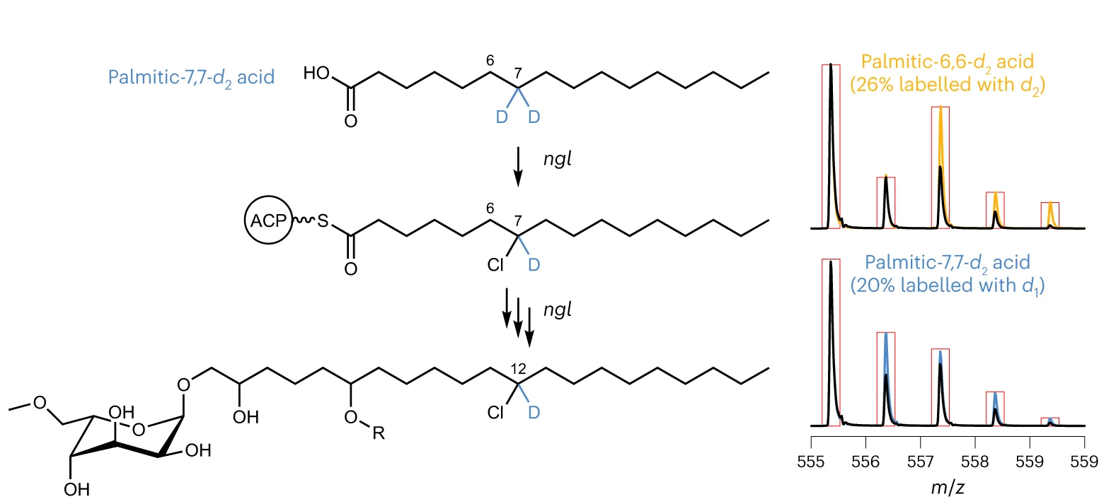 Open access visualization of Line Plot, Chemical Structure, Workflow, Chlorine Substituent, Deuterium Labeling
