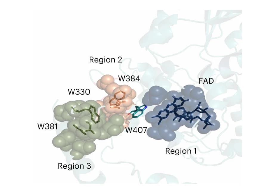 Open access visualization of Protein Structure, Chemical Structure, Tryptophan, Residues, FAD
