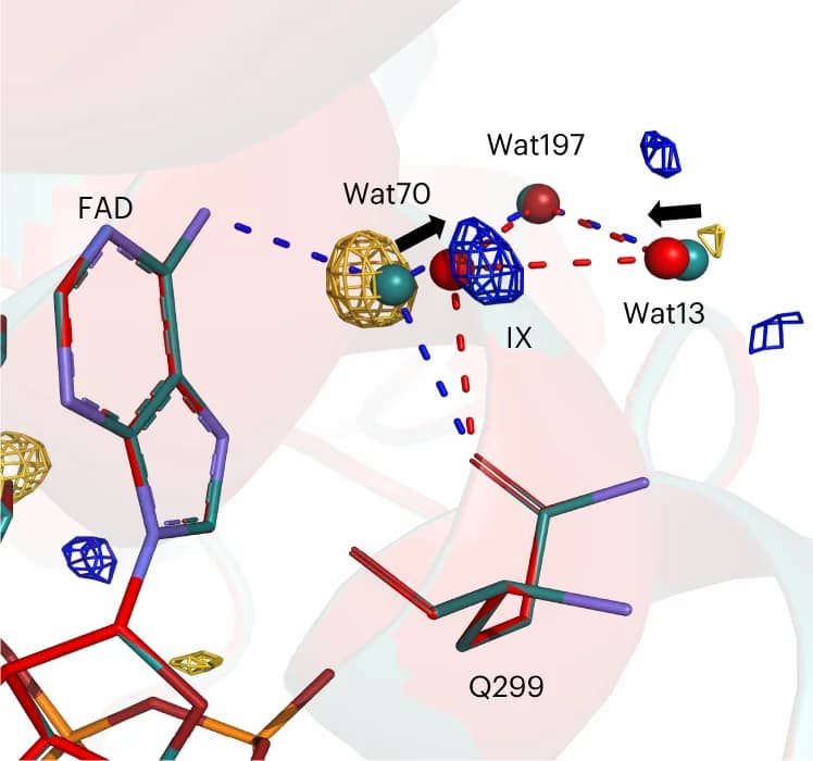Open access visualization of Protein Structure, Chemical Structure, DED, Adenine Moiety, FAD