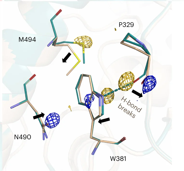 Open access visualization of Protein Structure, Chemical Structure, DED Map, Tryptophan, Trp381
