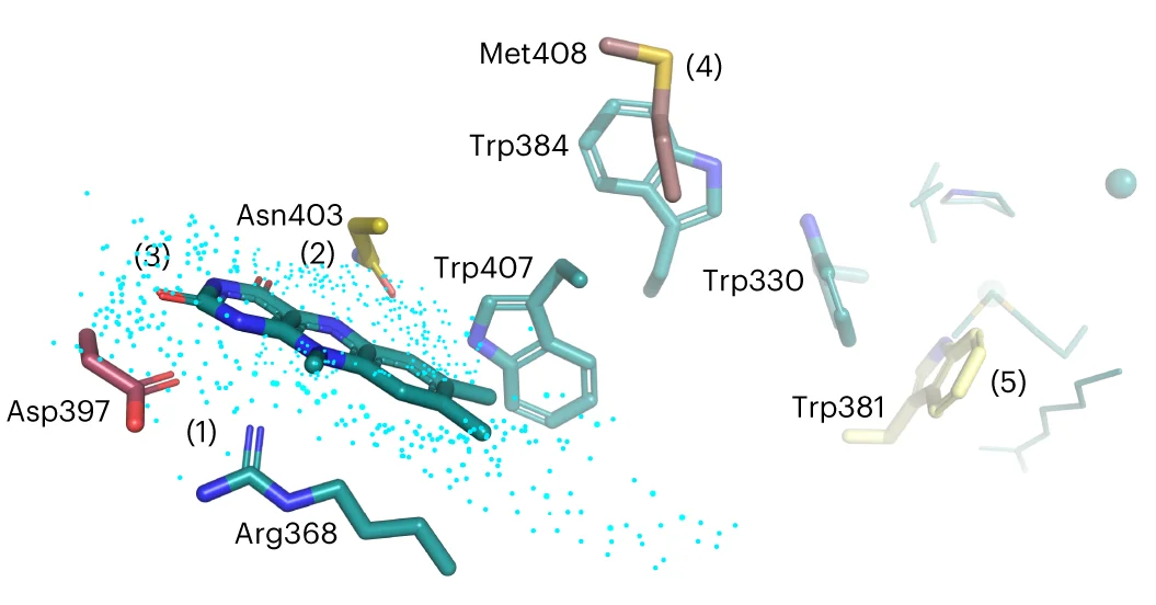 Open access visualization of Protein Structure, Chemical Structure, FAD, Asp397, Arg368