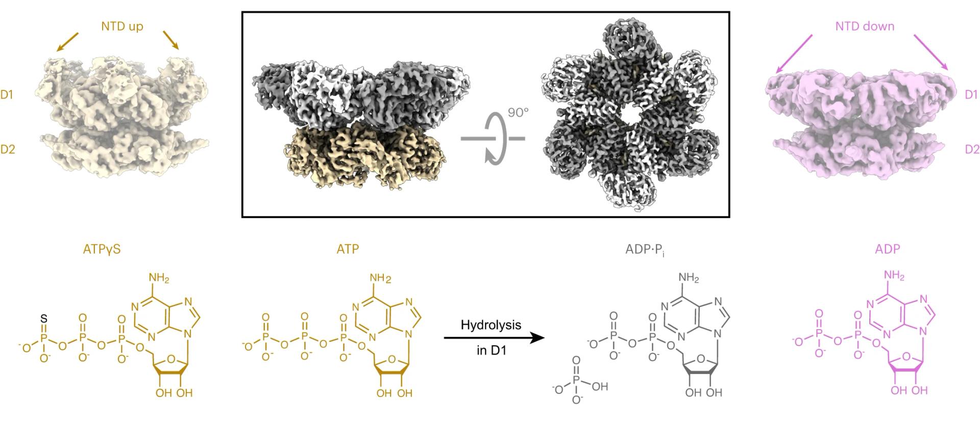Open access visualization of Protein Structure, Chemical Structure, Cryo-EM, P97, ADP·Pi