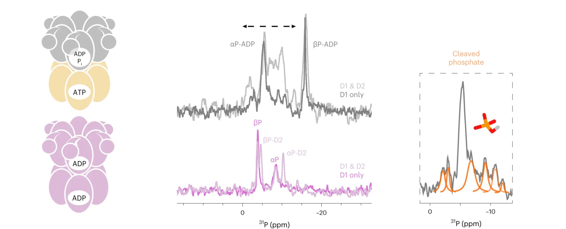 Open access visualization of Line Plot, Chemical Structure, Illustration, NMR Spectra, P97