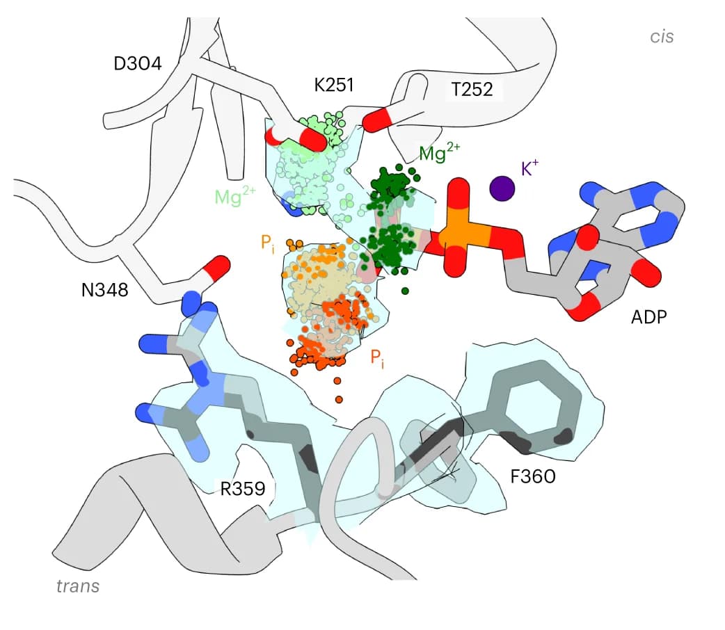 Open access visualization of Protein Structure, Chemical Structure, D1 Active Site, MD Trajectory, Magnesium Ion