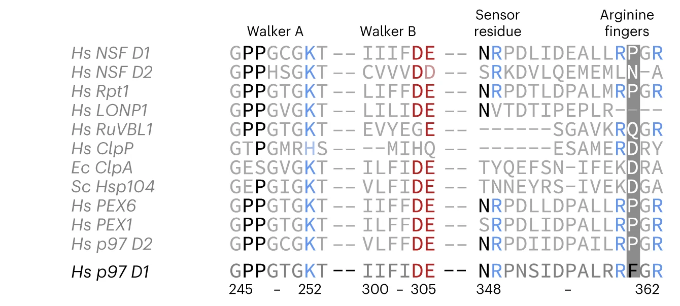 Open access visualization of Table Image, Sequence Alignment, AAA+ Family Proteins, Homo Sapiens, Escherichia Coli