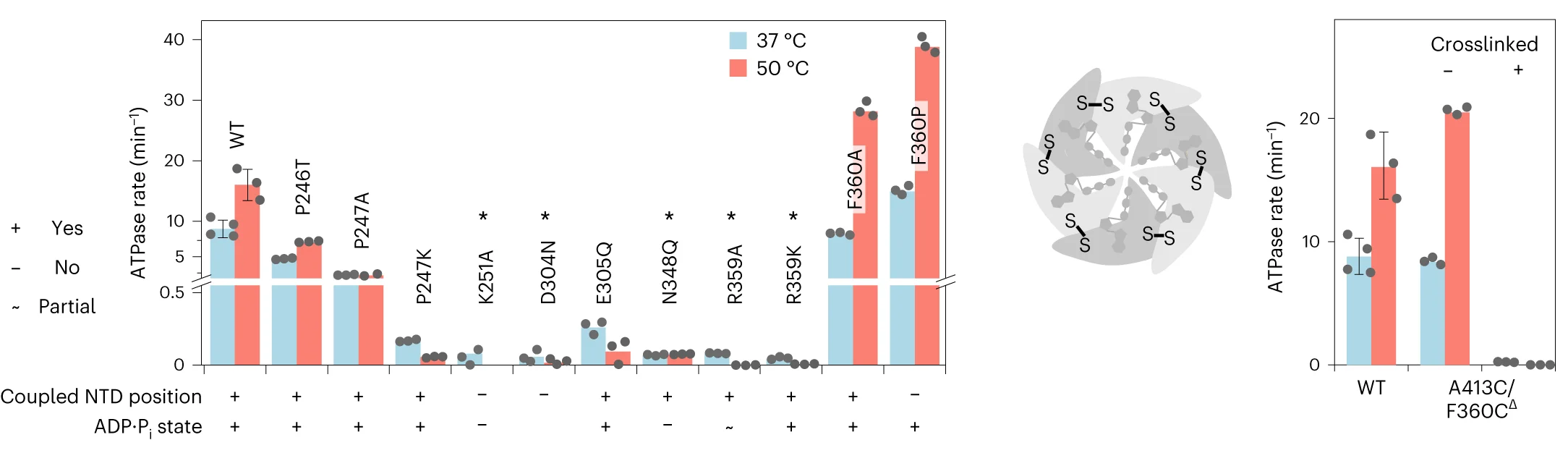 Open access visualization of Bar Plot, Error Bars, Illustration, ATPase Rates, p97-ND1L