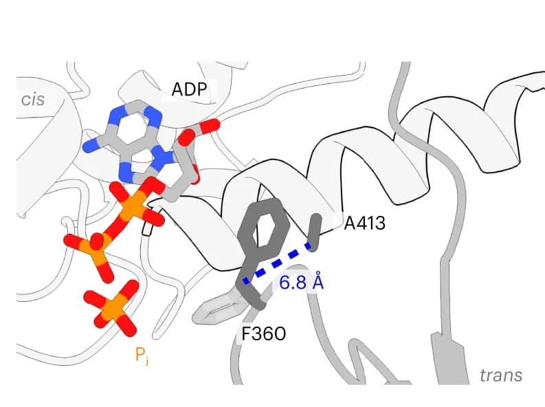 Open access visualization of Protein Structure, Chemical Structure, ADP·Pi State, F360, Trans-Acting Subunit