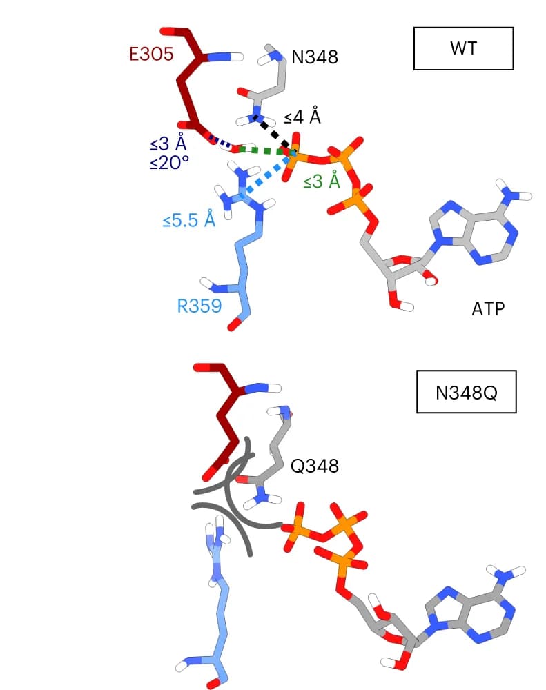 Open access visualization of Protein Structure, Chemical Structure, Hydrolysis-Active Conformations, Water Molecule, Terminal Phosphate