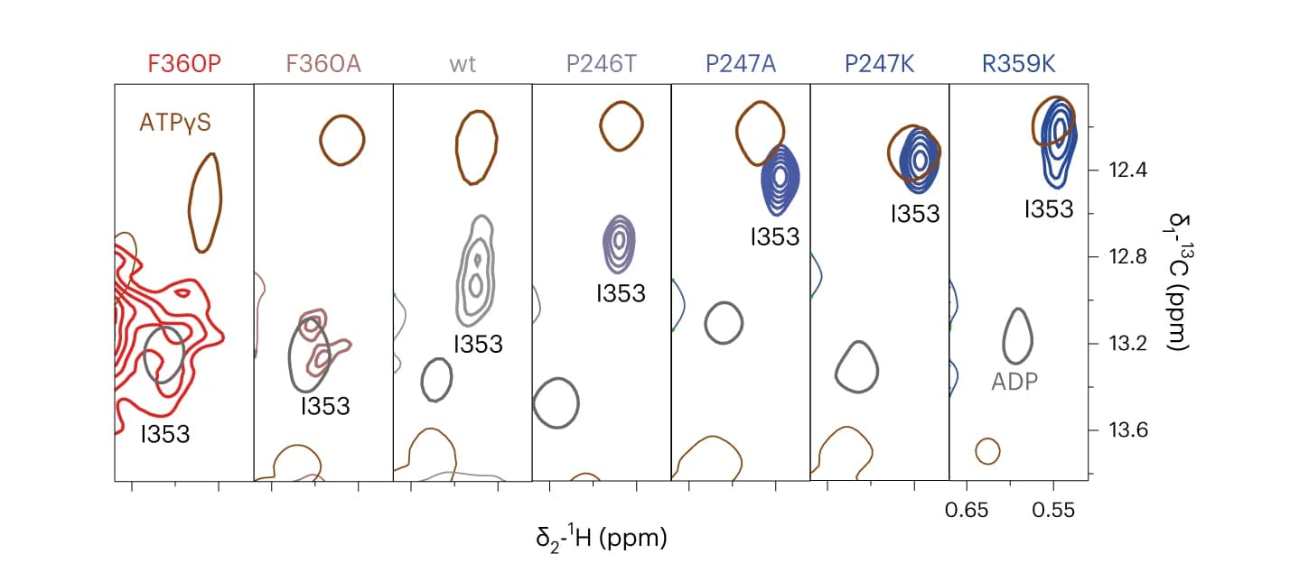 Open access visualization of Contour Plot, I353 Cd 1-methyl group, ADP·Pi State, Wild-type p97, Hydrolysis-competent Mutants