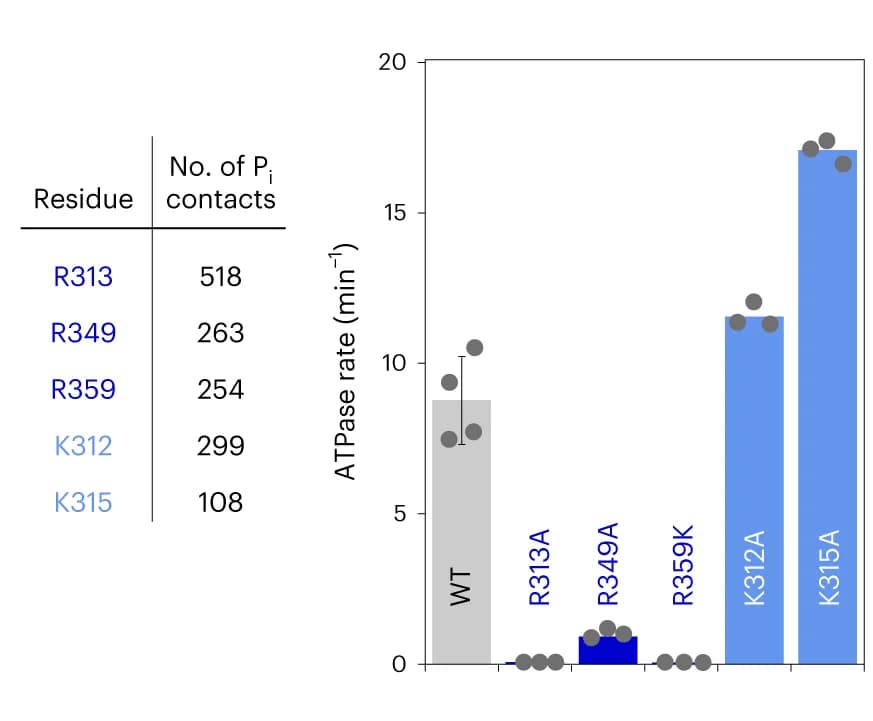 Open access visualization of Bar Plot, Error Bars, Positively Charged Residues, Phosphate, MD Trajectory