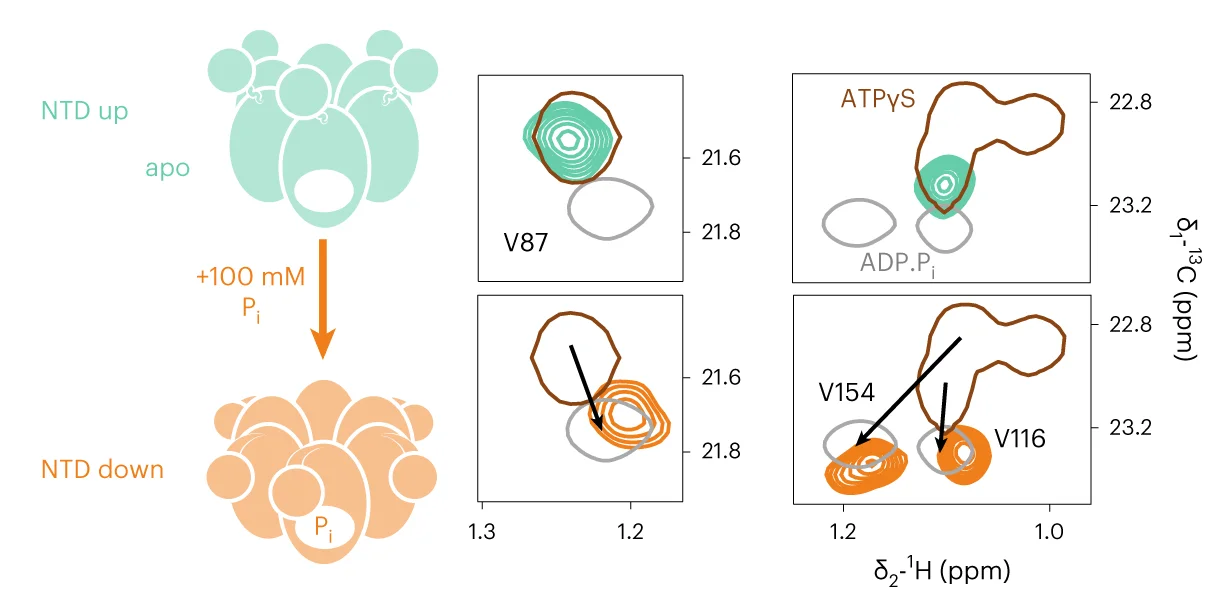 Open access visualization of Illustration, Scatter Plot, NMR, Conformational Change, NTD