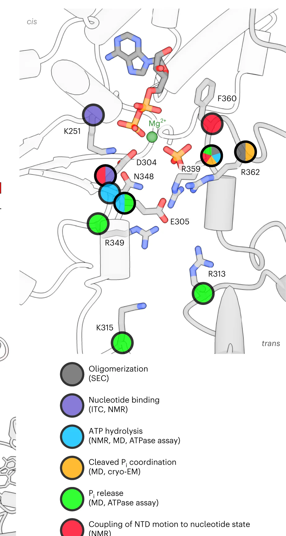 Open access visualization of Protein Structure, Residues, p97, D1 Active Site, Structural Contributions