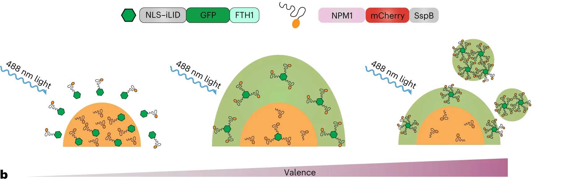 Open access visualization of Illustration, Optogenetic Corelet, Living Cells, Oligomerization, Nucleolus