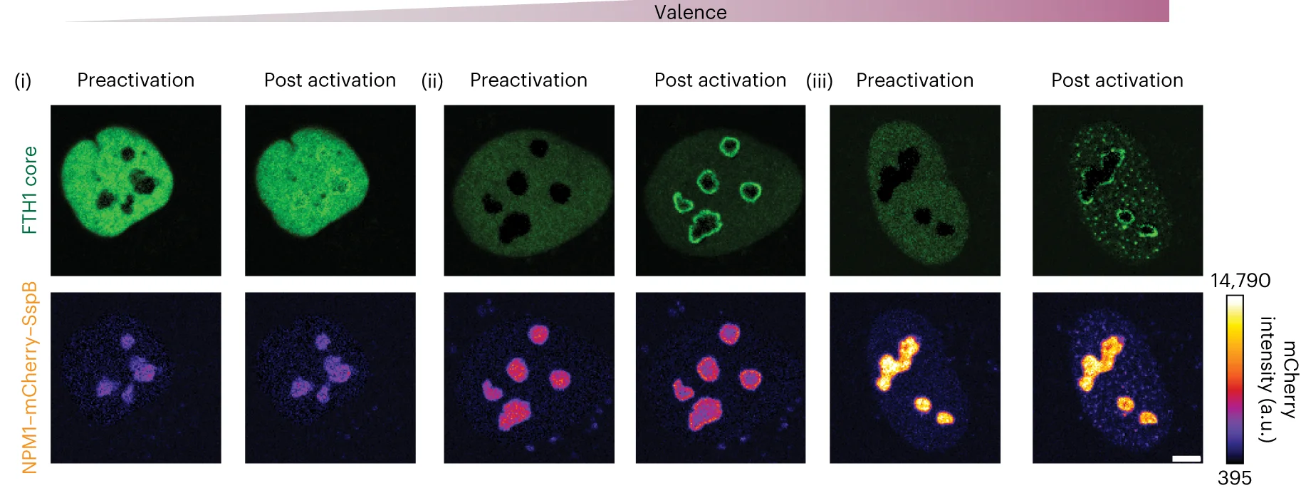 Open access visualization of Microscopy, NPM1, Nucleolar Distribution, Blue-light Activation, U2OS Cells
