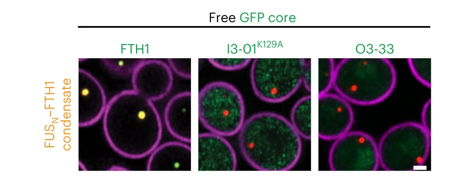 Open access visualization of Microscopy, GFP-tagged Ferritin Cores, FUS N FTH1 Condensate, Replicates