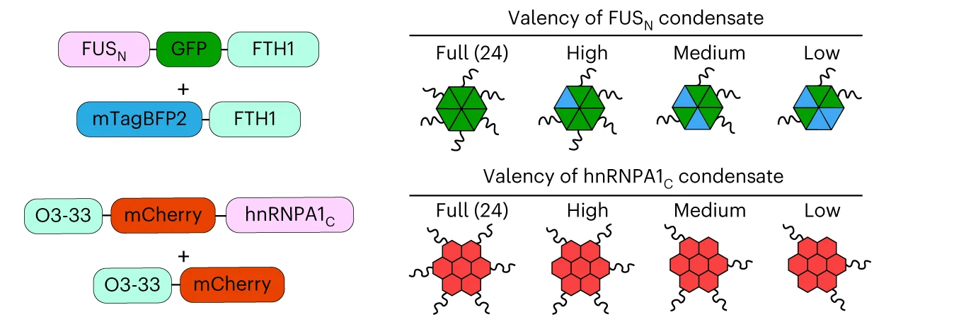 Open access visualization of Workflow, Illustration, FUS N FTH1 Condensates, hnRNPA1 C O3-33 Condensates, Ferritin